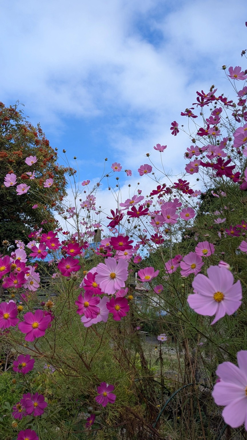青空を背景に咲く、ピンクと濃紅色のコスモス